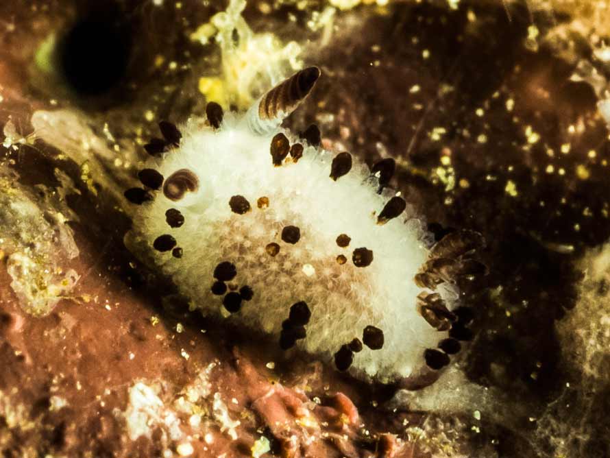 Jorunna sp. C